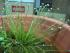 Eriocaulon buergerianum. MTC Eriocaulon buergerianum. MTC